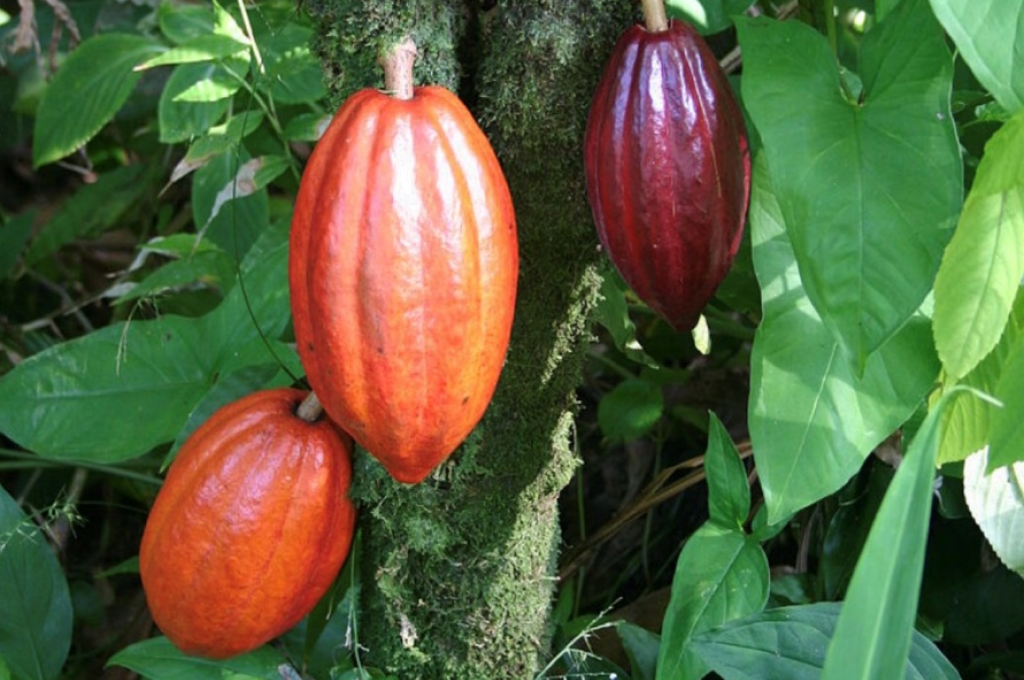 Baline Cocoa Chocolate
